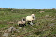 Es gibt hier zwar nicht so viele Schafe wie in Schottland oder auf den Färöer, aber man muss trotzdem auf der Hut sein, damit man in keines reinrasselt.