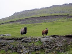 Rückfahrt nach Vágar 2