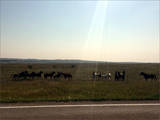 Ich fahre nun durch die Pine Ridge Reservation. Diese Herde begleitet mich bis zum nächsten Zaun, also einige Meilen.