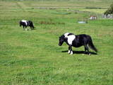 ...dafür jede Menge Shetland-Ponys.